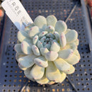 Echeveria 'Viyant' 2" Succulent Plant