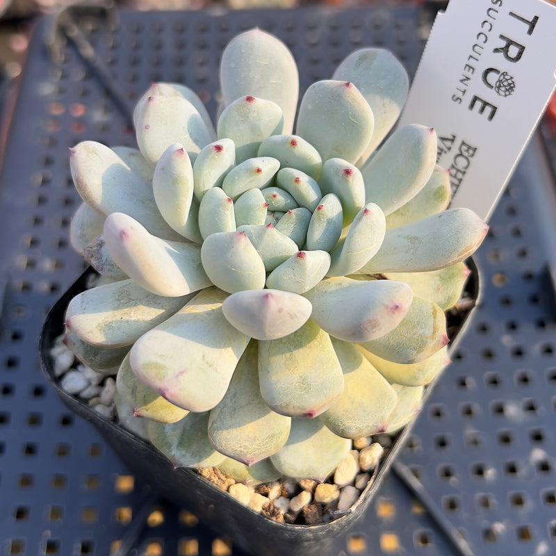 ech succulent Echeveria 'Viyant' 2" Succulent Plant