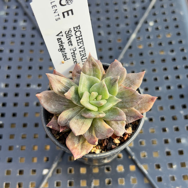 silver prince succulent Echeveria 'Silver Prince' Variegated 2