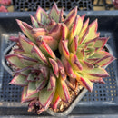 Echeveria Agavoides 'Ebony' Superclone 5" Large Cluster Succulent Plant