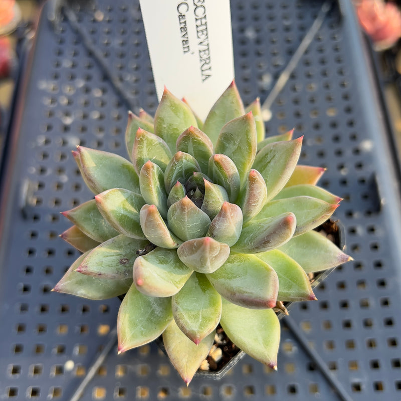 Echeveria 'Caravan' 2