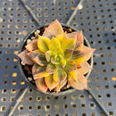 Echeveria 'Black Prince' Variegated 1" (Expert Only) Succulent Plant