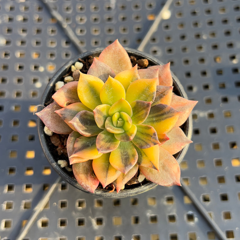 variegated black prince succulent Echeveria 'Black Prince' Variegated 1" (Expert Only) Succulent Plant