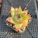 Echeveria Agavoides sp. 2" Succulent Plant