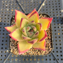 Echeveria Agavoides sp. 2" Succulent Plant