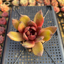 Echeveria 'Espresso' 2" Succulent Plant
