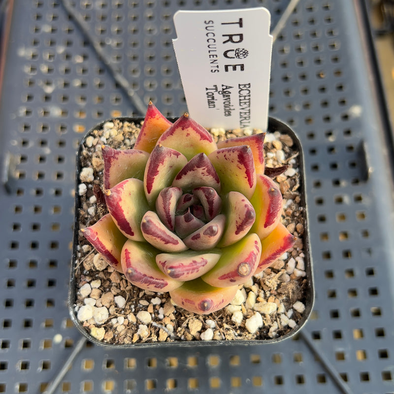 Echeveria Agavoides 'Torian' 2