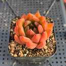 Echeveria 'Black Queen' Hybrid 2" Seed-Grown Succulent Plant