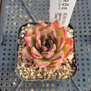 Echeveria Agavoides 'Torian' 2" Succulent Plant