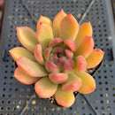 Echeveria 'Black Queen' Hybrid 2" Seed-Grown Succulent Plant