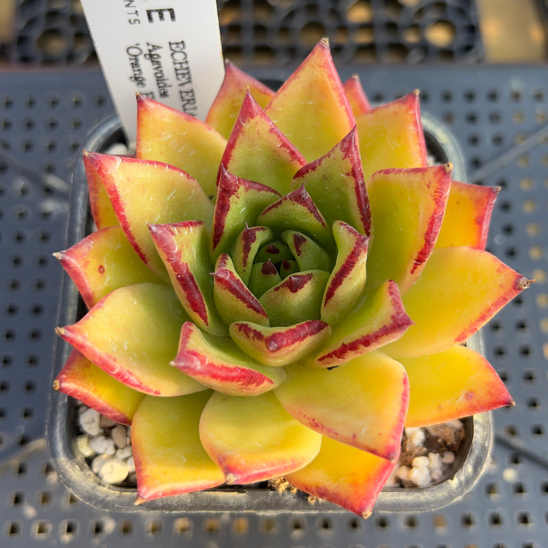 black and orange succulent Echeveria Agavoides 'Orange Ebony' 2"-3" Succulent Plant – True Succulents  Plant Co
