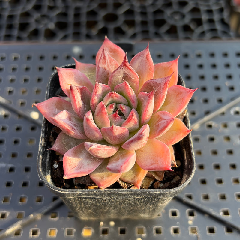 black swan succulent Echeveria 'Black Swan' 1"-2" Succulent Plant