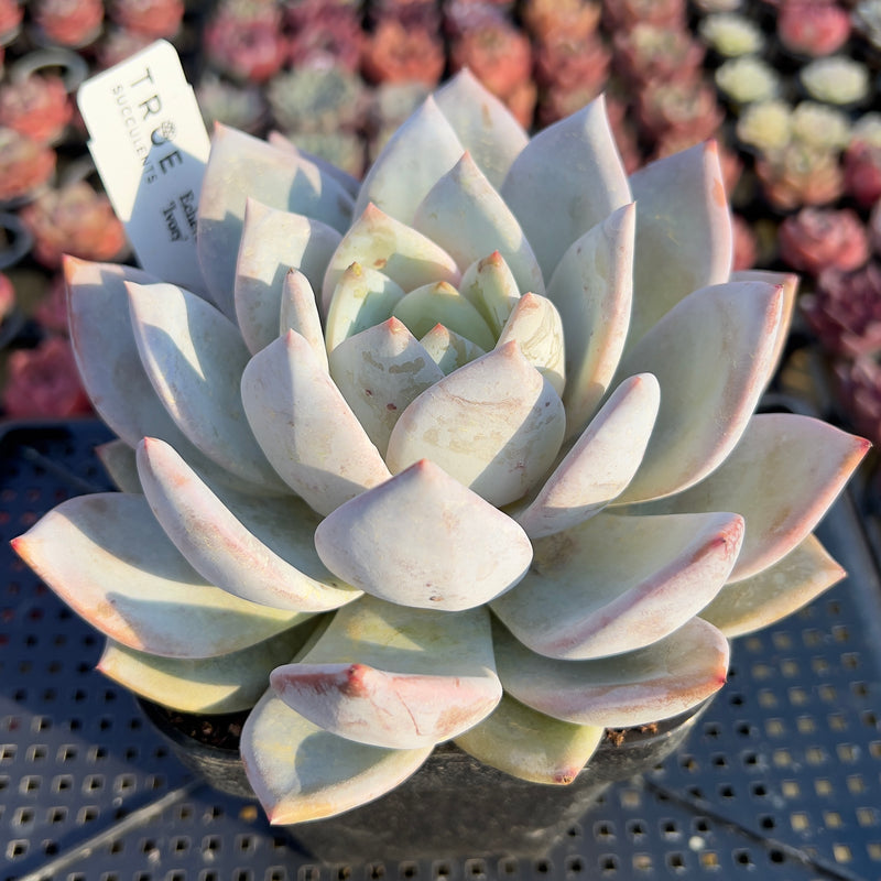 Echeveria 'Ivory' 5