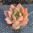 Echeveria 'Purple Champaign' 2" Succulent Plant