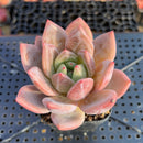 Echeveria 'Purple Champaign' 2" Succulent Plant