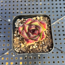Echeveria Agavoides sp. 1"-2" Succulent Plant