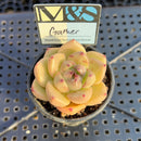 Echeveria Agavoides 'Gather' 2" Mam&Sister Farm Original Japanese Hybrid Succulent Plant