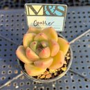Echeveria Agavoides 'Gather' 2" Mam&Sister Farm Original Japanese Hybrid Succulent Plant