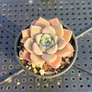 Echeveria 'Pink Spot' 1" Succulent Plant