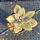 Graptopetalum 'Bainesii' Striated Variegated 1"-2" Succulent Plant
