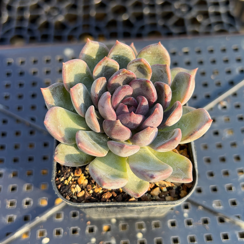 stone succulent Echeveria 'Purple Stone' 2" Succulent Plant