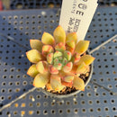 Echeveria 'Jelly Jam' 2" Succulent Plant