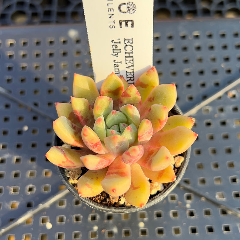 jelly jam succulent Echeveria 'Jelly Jam' 2" Succulent Plant