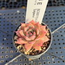 Echeveria 'Linjieana' 1" Succulent Plant