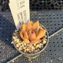 Echeveria Agavoides 'Maria' x 'Luming' Hybrid 1" Succulent Plant