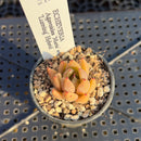 Echeveria Agavoides 'Maria' x 'Luming' Hybrid 1" Succulent Plant