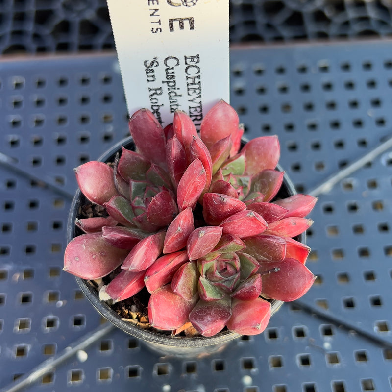 cuspidata succulent Echeveria Cuspidata 'San Roberto' 1"-2" Cluster Succulent Plant – True  Succulents Plant Co