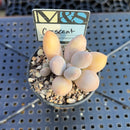 Pachyphytum 'Crescent' 1" Mam&Sister Farm Original Japanese Hybrid Succulent Plant