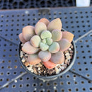Graptopetalum 'Polari Heart' 1" Succulent Plant