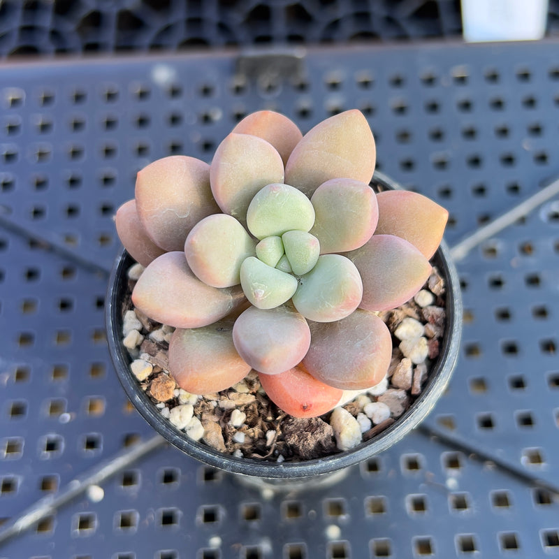 heart plant succulent Graptopetalum 'Polari Heart' 1" Succulent Plant – True Succulents Plant Co