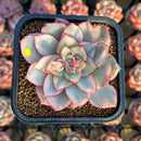Echeveria 'Esther' Variegated 2" Succulent Plant Cutting