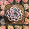Echeveria 'Pink Chiffon' 2" Succulent Plant Cutting