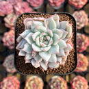 Echeveria 'Tippy' Variegated 2" Succulent Plant Cutting