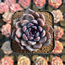 Echeveria 'Black Zaragoza' 1"-2" Succulent Plant Cutting