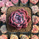 Echeveria 'Colorado' 1"-2" Succulent Plant Cutting