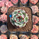 Echeveria 'Blue Dragon' Type B 1" Succulent Plant Cutting