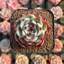 Echeveria 'Blue Dragon' Type B 1" Succulent Plant Cutting