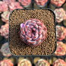Echeveria sp. 1" Succulent Plant Cutting