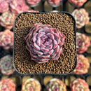 Echeveria sp. 1" Succulent Plant Cutting