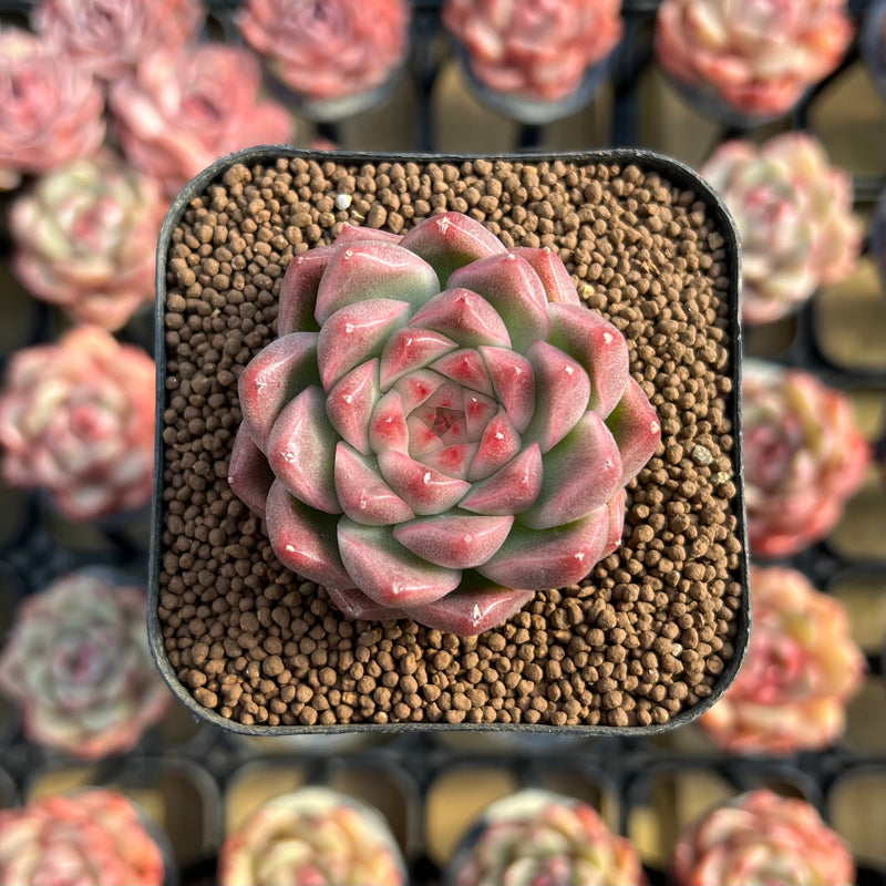 Echeveria 'Cream Smoothie' 1