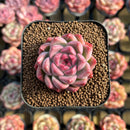 Echeveria 'Cream Smoothie' 1" Succulent Plant Cutting