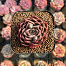 Echeveria 'Red Bellita' 2" New Hybrid Succulent Plant Cutting