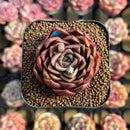 Echeveria 'Red Bellita' 2" New Hybrid Succulent Plant Cutting