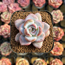 Echeveria 'Miss Jin' 2" Succulent Plant Cutting
