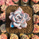 Echeveria 'Miss Jin' 2" Succulent Plant Cutting