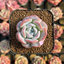 Echeveria 'Love' 1" Succulent Plant